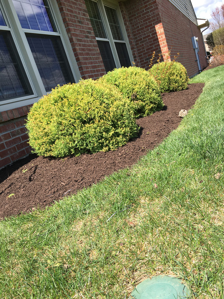 Expert Shrub Trimming in Englewood OH