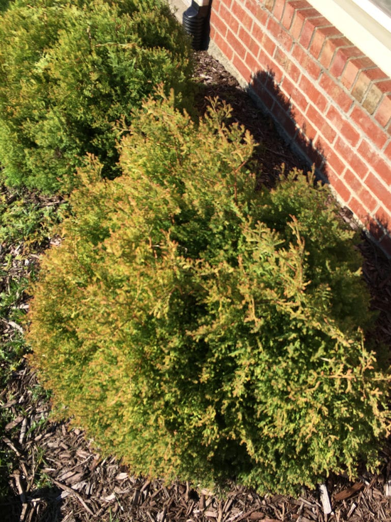 Complete Shrub Maintenance in Englewood OH