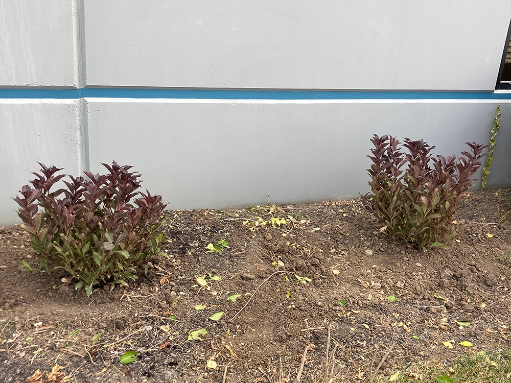 Expert Shrub Trimming in Englewood OH