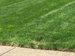 Precise Lawn Edging and Mowing Services