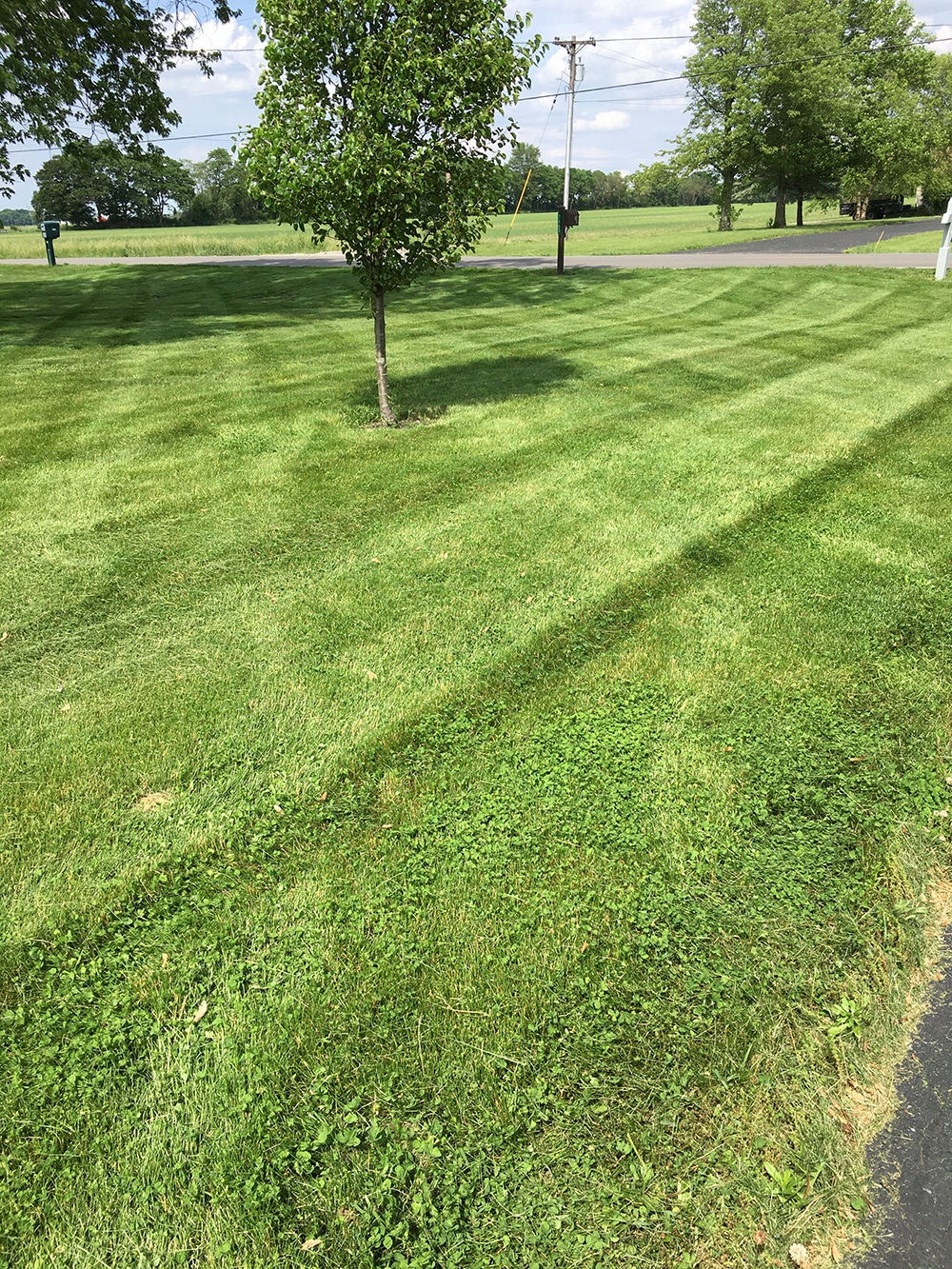 Managing Fast Spring Growth With Lawn Mowing Services