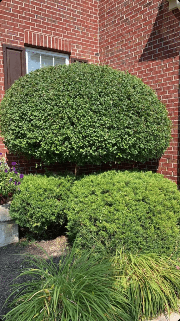 Englewood OH Excellent Shrub Trimming Maintenance